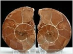 Ammoniten Paar Rhacophyllites-salzkammergut-211