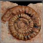 fossilien-adnet-schichten-salzburg-oesterreich