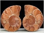 ammonit cladiscites-neortust-80-salzkammergut-seite 204