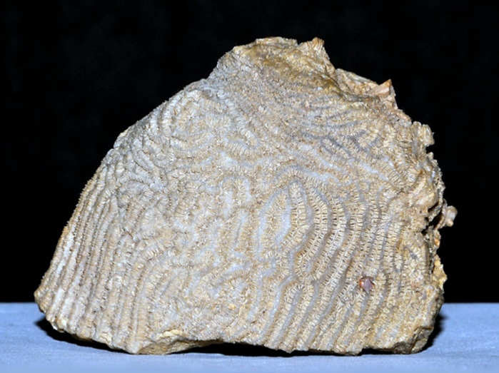fossilien aus rußbach, gosauschichten-koralle orbignygyra