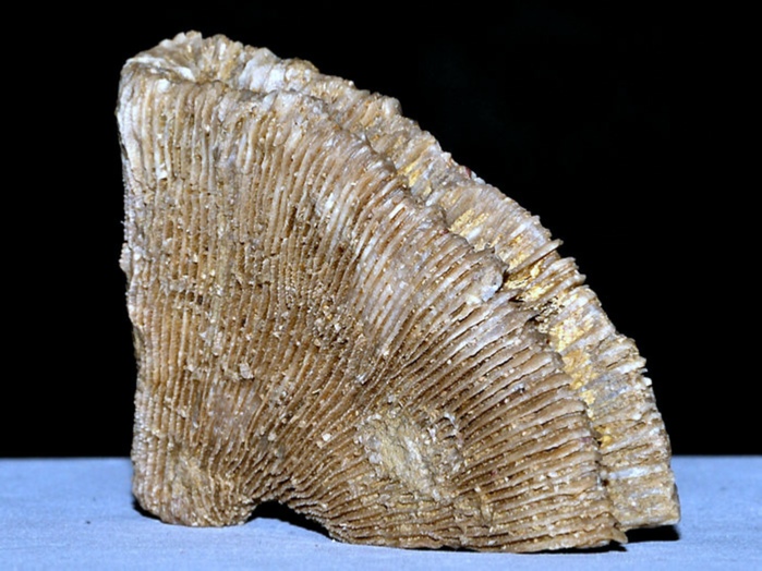 fossilien aus rußbach, gosauschichten-koralle-latiphyllia 57 mm