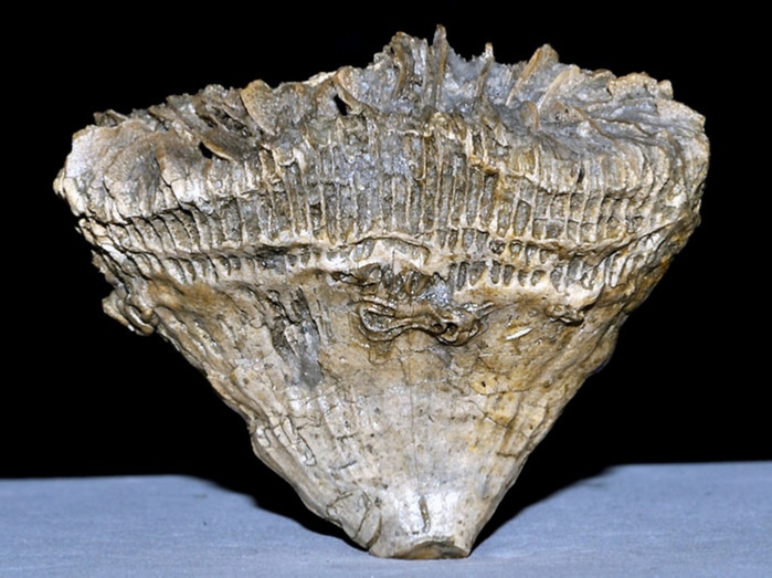 fossilien aus rußbach, gosauschichten-koralle-placosmilia 50 mm