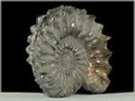 Pleuroceras spinatum-65-Ammoniten aus Buttenheim