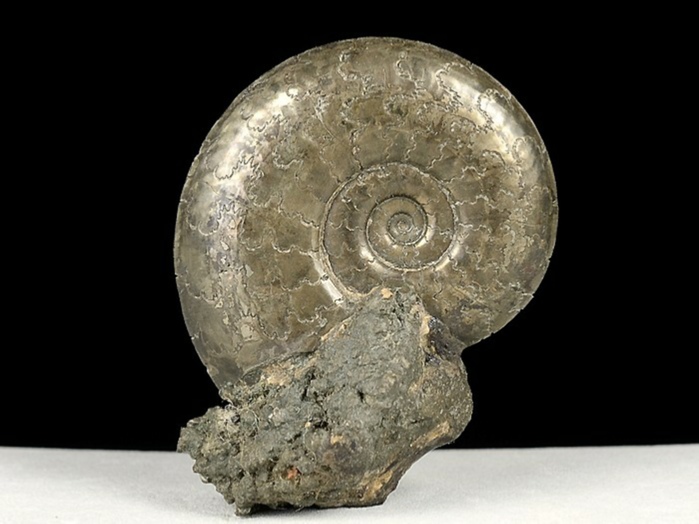 ammonit aus mistelgau-pleydellia 35 mm