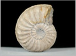 Pleuroceras-41-Fossilien aus Buttenheim