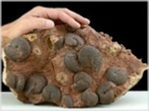 Trias Ammoniten Arcestes-salzkammergut