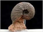 Ammonit Trachyceras sp. salzkammergut-seite 209