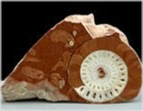 Trias Ammoniten_ stenarcestes-80-salzkammergut