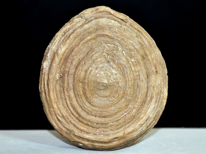 fossilien aus rußbach, gosauschichten-cunnolites 91 mm