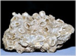 Fossilien Korallen aus den Gosauschichten Agathelia asperella