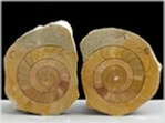 ammoniten paar arcestes-salzkammergut-seite 205
