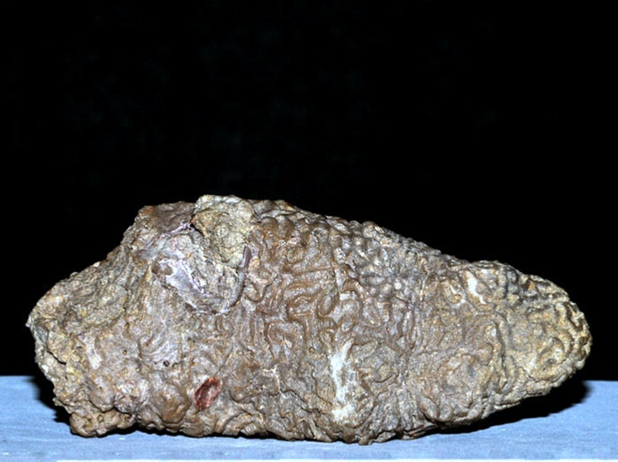 fossilien aus rußbach, gosauschichten-koralle unbestimmt