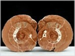 ammonit arcestes-50-salzkammergut-213