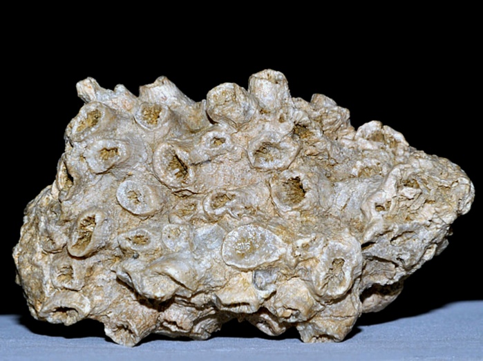 fossilien aus rußbach, gosauschichten- koralle 50 mm