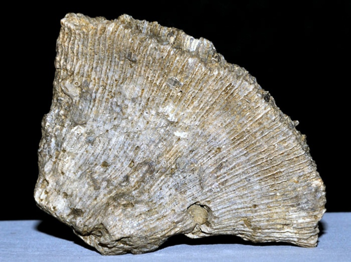 fossilien aus rußbach, gosauschichten-koralle unbestimmt