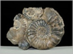Pleuroceras-50-Ammoniten aus Buttenheim