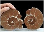 ammoniten paar  rhacophyllites-135-salzkammergut-seite 208