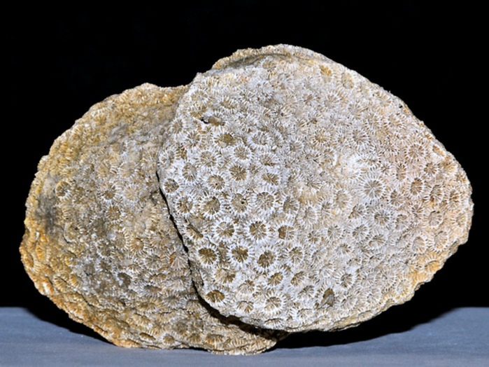 fossilien aus rußbach, gosauschichten-koralle columastrea striata 76 mm