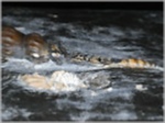 Pseudokatosira undulata mit Bisspuren-110-Fossilien-Ammoniten aus Buttenheim