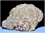 Fossilien aus Österreich Koralle Neocoeniopsis reussi
