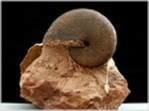 ammonit_cladiscites-neortus-75-salzkammergut