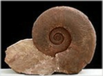 Trias Ammonit Monophyllithes simony-salzkammergut