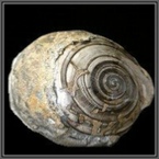 fossilien-rumaenien-siebenbuergen-transilvanien