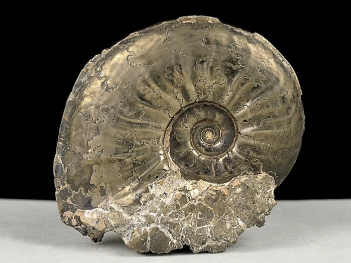 ammonit aus mistelgau-pleydellia 36 mm