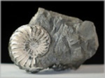 Pleuroceras-42-Ammoniten aus Buttenheim